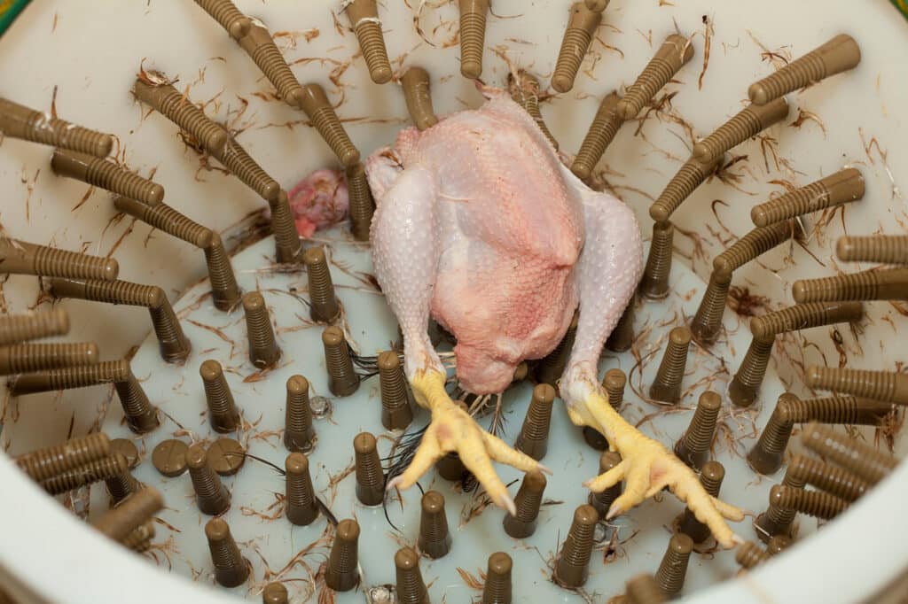 PoultryFeatherPlucking